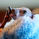 K__nguru-Baby E_T_4.jpg