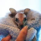 K__nguru-Baby E_T_6.jpg