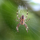 Spinne im Netz.jpg
