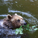 normal_23082013fmt_nachtzoo_ta_013.JPG