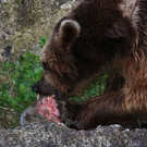 normal_23082013fmt_nachtzoo_ta_017.JPG