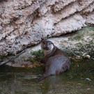 normal_23082013fmt_nachtzoo_ta_019.JPG