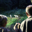 normal_23082013fmt_nachtzoo_ta_020.JPG
