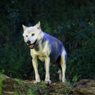 normal_23082013fmt_nachtzoo_ta_021.JPG