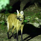 normal_23082013fmt_nachtzoo_ta_027.JPG