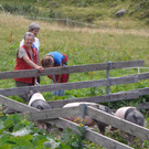 Alpe Vergalden_ Gargellen -  18_8_2013 164.JPG