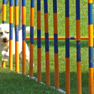 AgilityTurnier_Slalom_jpg-1377503070