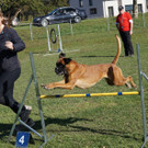 Deutscher Boxer bei Sprung __ber H__rde_0542_jpg-1377503077