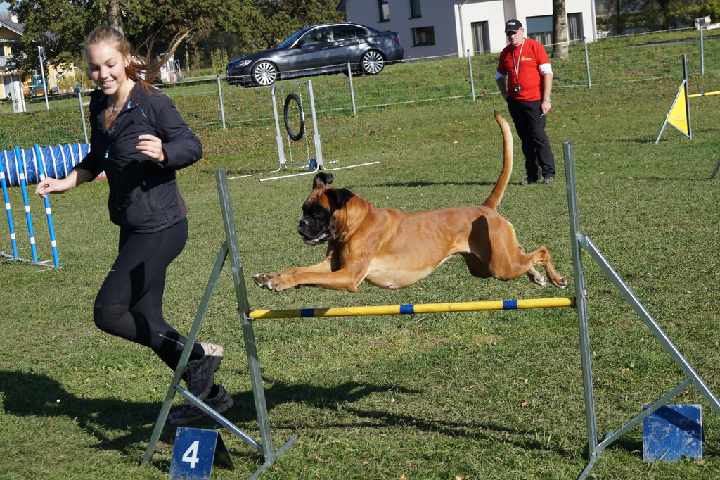 Deutscher Boxer bei Sprung __ber H__rde_0542_jpg-1377503077