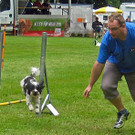 Havaneser beim H__rdensprung315_jpg-1377503092