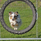 Sprung durch Reifen_0057_jpg-1377503102