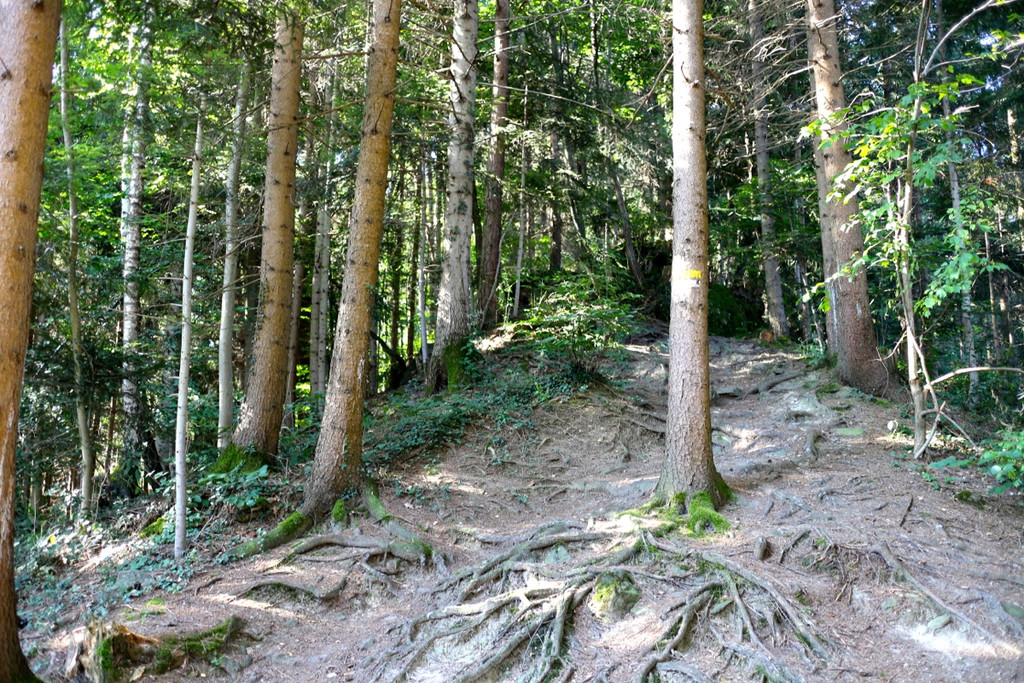KOE_Wanderung Tostner Burg 12_jpg-1377503797