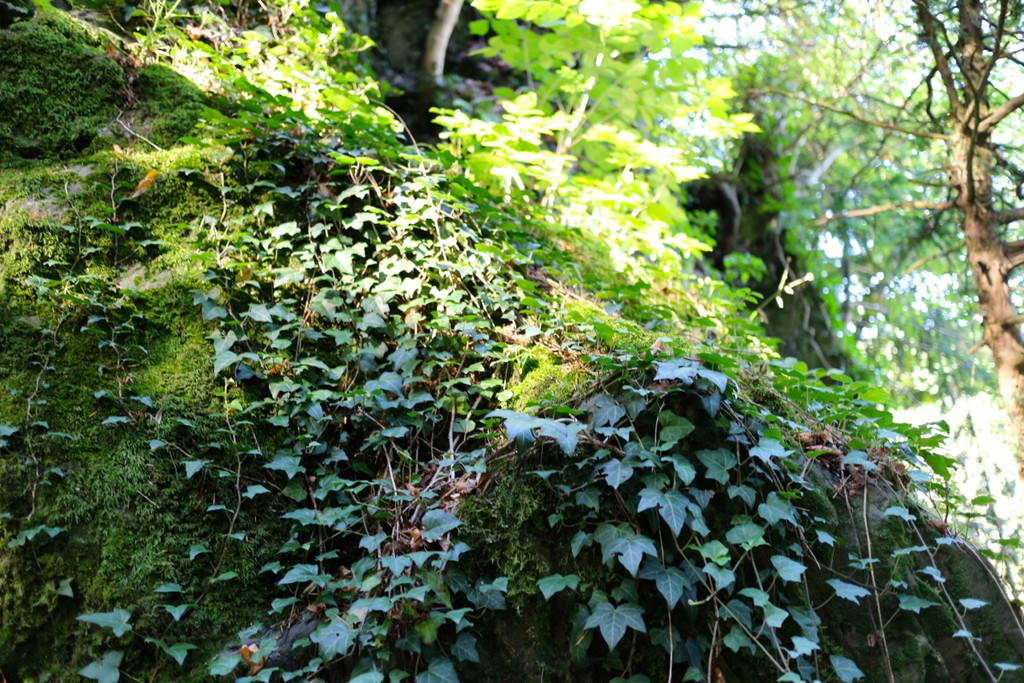 KOE_Wanderung Tostner Burg 13_jpg-1377503806