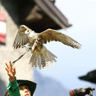 Falkenshow auf Burg Hohenwerfen