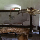 normal_24082013fmt_burgwerfen_ta_025.JPG