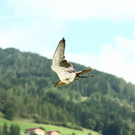 normal_24082013fmt_burgwerfen_ta_053.JPG