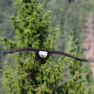 normal_24082013fmt_burgwerfen_ta_056.JPG