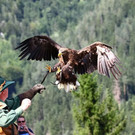normal_24082013fmt_burgwerfen_ta_061.JPG