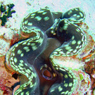 Tridacna-sp1-MichaelMitic.jpg