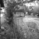 G__tzis_Kinderzoo_Oktober_1990.jpg
