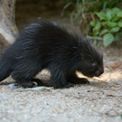 20130819_133415_Zoo_Vienna.jpg