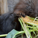 20130827_164134_Zoo_Vienna.jpg