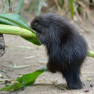 20130827_165011_Zoo_Vienna.jpg