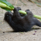 20130827_165032_Zoo_Vienna.jpg