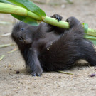 20130827_165043_Zoo_Vienna.jpg