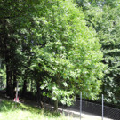DSCN9880_JPG-1377867615