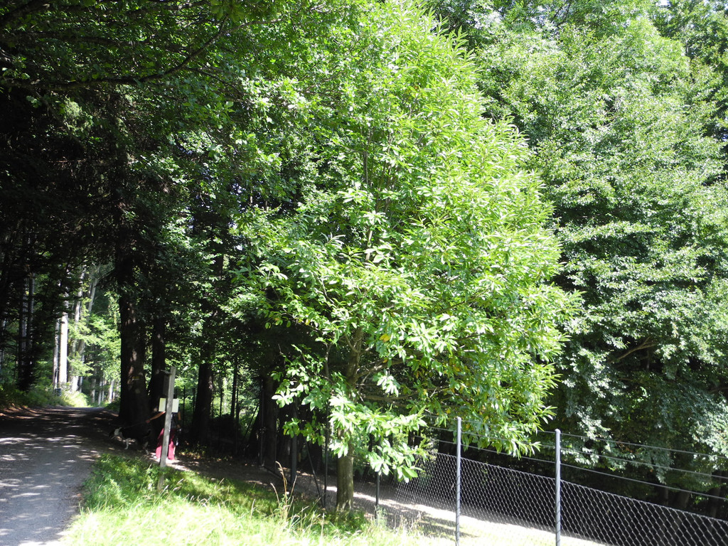 DSCN9880_JPG-1377867615