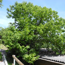 DSCN9877_JPG-1377867602