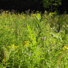 DSCN9792_JPG-1377867579