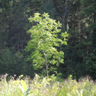 DSCN9794_JPG-1377867585