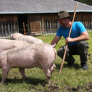 Alpschweine auf der Alpe Furkla 