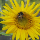 Bilder Sonnenblumen Schoppernau