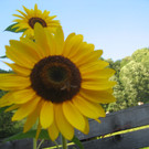 IMG_1315_JPG-1377954748