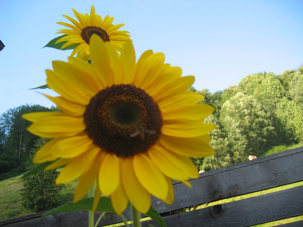 IMG_1315_JPG-1377954748