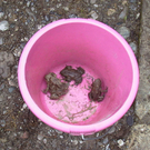 sm_tito_2010_kroeten05_JPG-1268581185