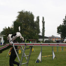Agility-Landesmeisterschaft 2013