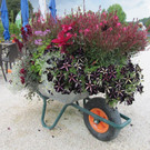 fahrbare Bl__ten_jpg-1378131186