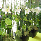 Bl__ten_jpg-1378131197