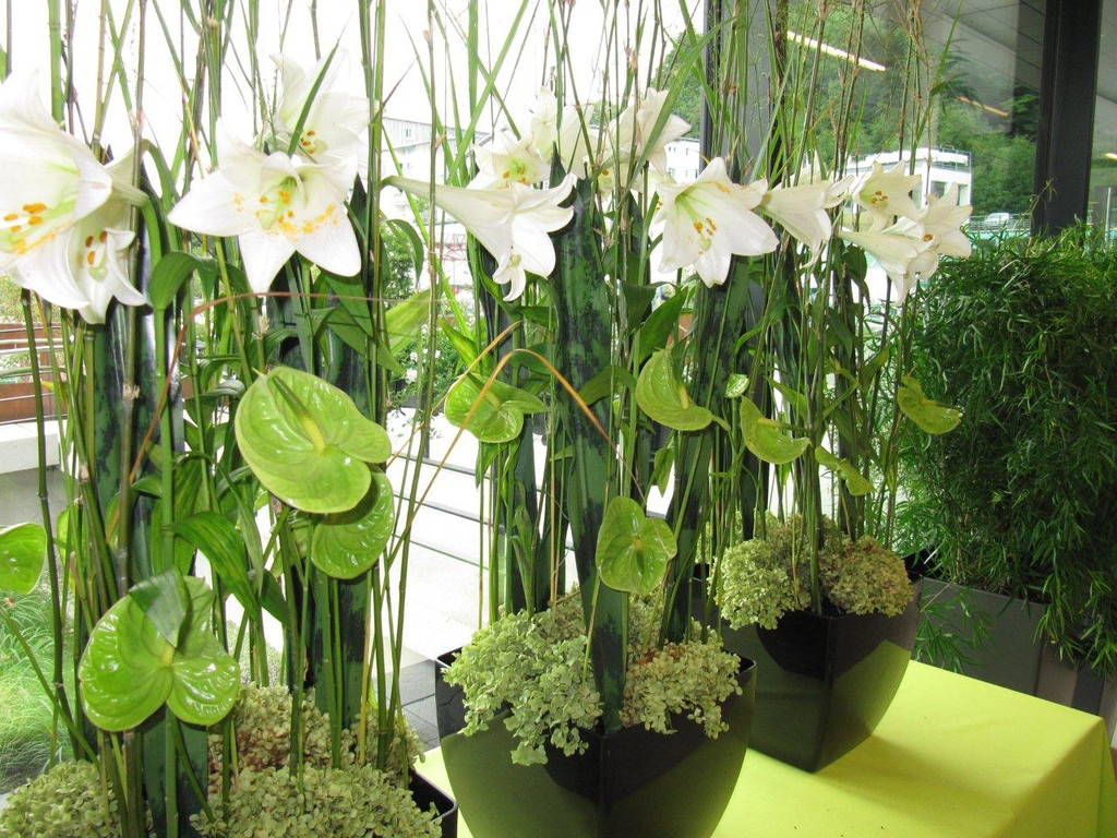 Bl__ten_jpg-1378131197