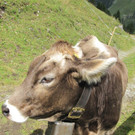 Nenzinger Himmel 29_ 08_ 2013 031_jpg-1378134160