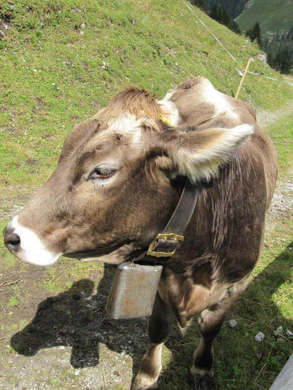 Nenzinger Himmel 29_ 08_ 2013 031_jpg-1378134160