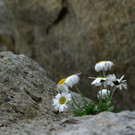 P1080442 _Large__JPG-1378139394