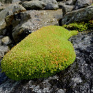 P1080443 _Large__JPG-1378139397