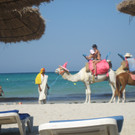 Djerba.JPG