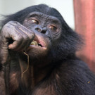 Bonobo Affe2.JPG