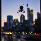 Frankfurter Spinne.JPG
